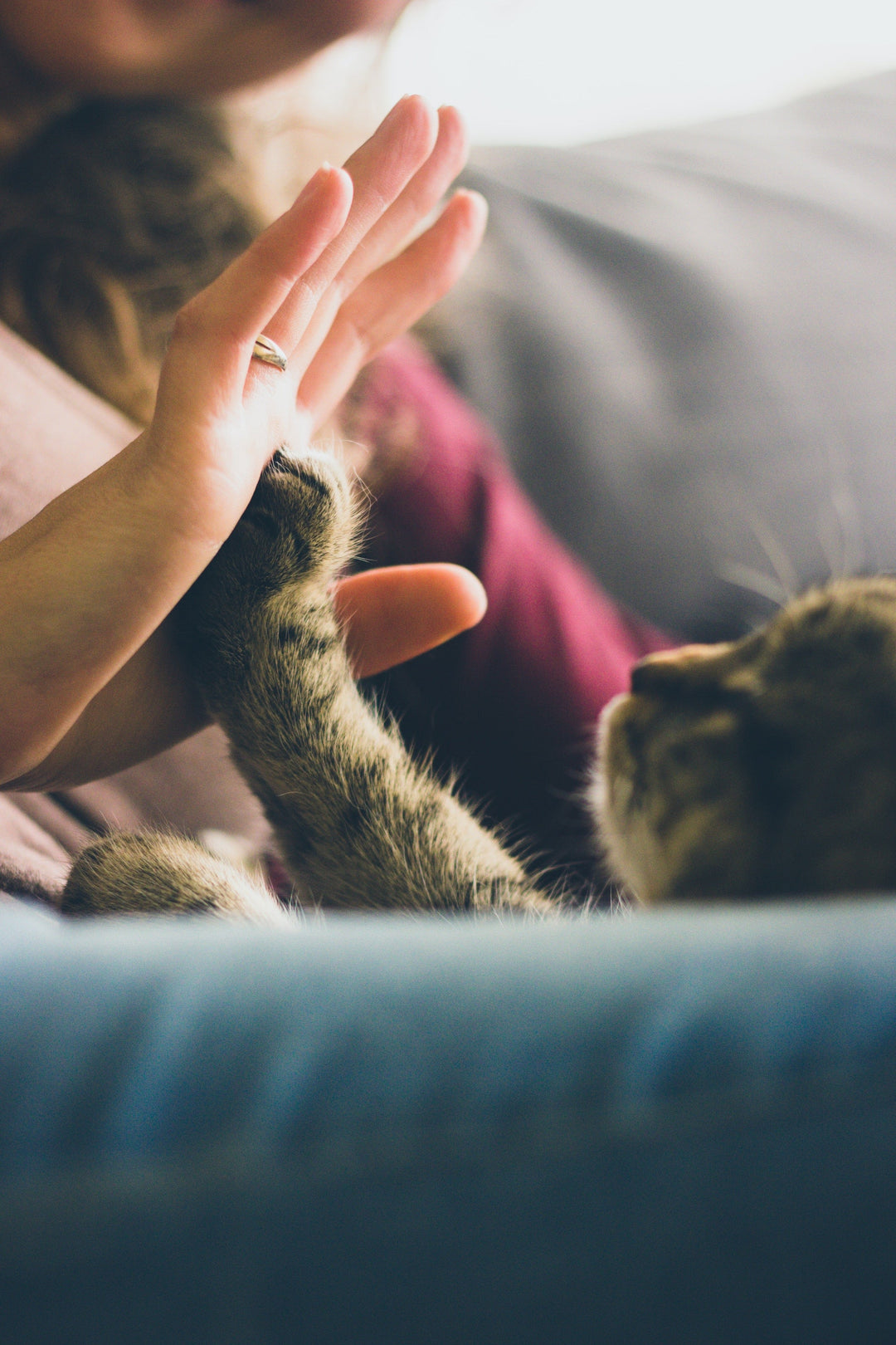 Gli Animali Domestici Migliorano il Benessere