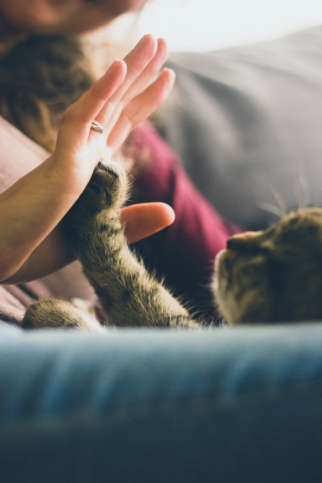 Gli-Animali-Domestici-Migliorano-il-Benessere ORBIS Lifestyle